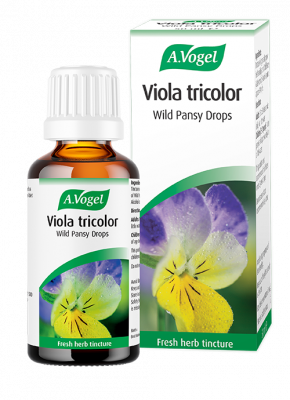 Viola tricolor (wild pansy)