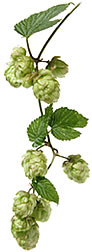 Fresh Hop Herb