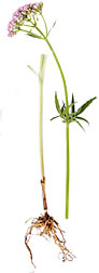 Fresh Valerian Herb and Root
