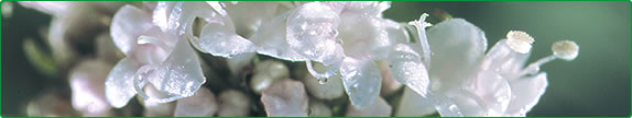 Fresh Valerian Herb