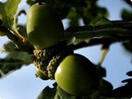 Acorns