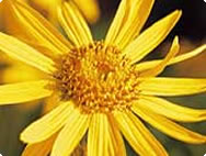 Arnica montana