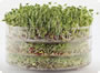 A BioSnacky germinator with sprouting seeds A BioSnacky germintor with sprouting seeds