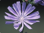 Chicory Organic Chicory flower