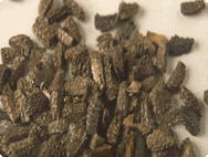 Seeds Seeds