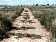 Devil's Claw plants grown in strips. Devil's Claw plants grown in strips.