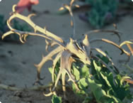 Devil's Claw seed pod