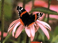 Echinacea purpurea