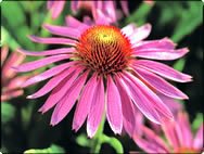 Echinacea purpurea
