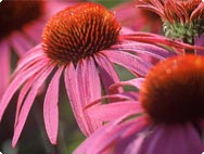Echinacea purpurea