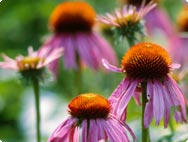 Echinacea purpurea Echinacea purpurea