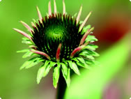 Echinacea purpurea