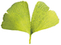 Ginkgo biloba Ginkgo biloba