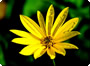 Jerusalem Artichoke flower Jerusalem Artichoke flower