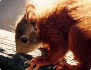 Red Squirrel