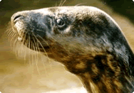 Slippy the Seal