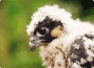  Peregrine Falcons