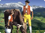 Swiss cowherd and cow in te Alps Swiss man with cow in the Alps
