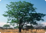 Neem tree Neem Tree