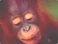 A baby orang-utan A baby orang-utan