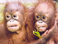 Two orang babies Two orang babies