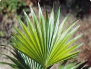 Saw Palm leaves