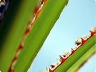 Close up of a Saw Palm leaf