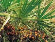Saw Palmetto leaves and berries Saw Palmetto leaves and berries