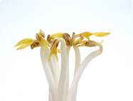 BioSnacky Germinators and Seeds BioSnacky Germinators and Seeds