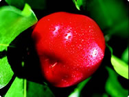 Acerola:Vit.C