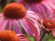 Echinacea purpurea