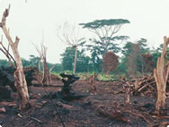Damage to the rainforest