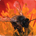 Beneficial Bees