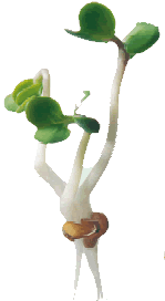 A sprouting seed A sprouting seed