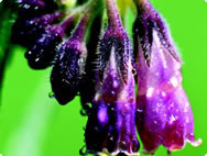 Symphytum