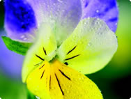 Viola