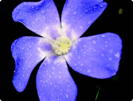 Vinca