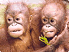 Orang-utans