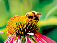 Bee on an Echinacea flower Bee on an Echinacea flower