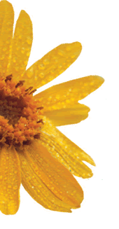 Arnica montana