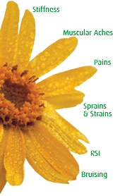 Arnica montanna