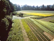 The organic cultivation at A.Vogel, Roggwil