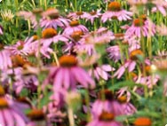 Echinacea purpurea