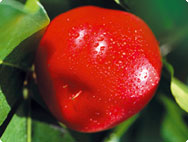 Ripe organic berries Ripe organic berries