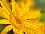 Arnica
