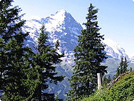 fir trees in the Swiss mountains