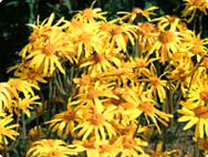Arnica montana