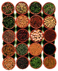 Seeds Seeds