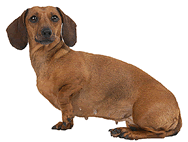 Dachshund Dachshund