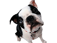 Mongrel Dog